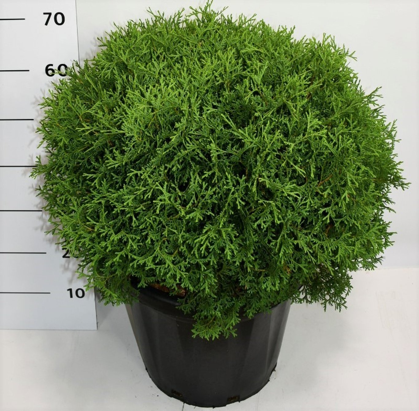Thuja occ. 'Tiny Tim' - C25 50-60 CM